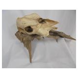 Cow skull on wood stand