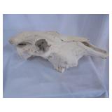 Cow skull