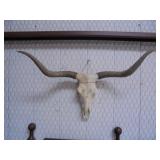 Longhorn skull w / horns 44" spread