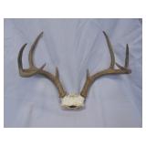 Deer Antlers