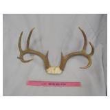 Deer horns (15" outside spread)