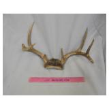 Deer horns (14 1/2" outside spread)