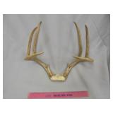 Deer horns (13 1/4" outside spread)