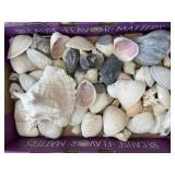 Large lot of Sea Shells