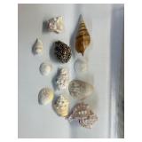 Seashells
