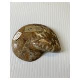 POLISHED FOSSIL AMMONITE SLICE