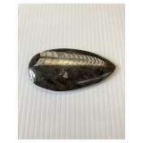 POLISHED ORTHOGERAS FOSSIL