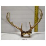 Deer antlers