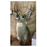 9 point buck mountable deer head