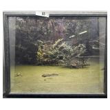 21.5*18; Alligator in the Swamp Photo