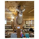 10 point mounted Buck nice