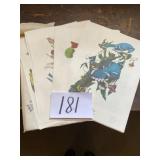 Audubon bird prints 17 pieces