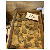 Old West Virginia, fossils