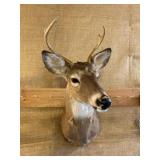 Nicely mounted buck deer head