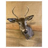 Nicely mounted buck deer