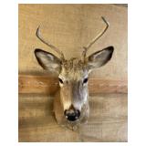 Nicely mounted buck deer