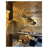 Nicely mounted buck deer