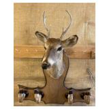Nicely mounted buck deer with feet coat hooks