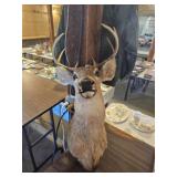Taxidermy deer head