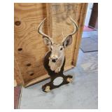 6 Point Deer Mount