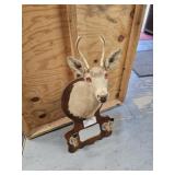 4 Point Deer Mount