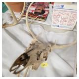 Deer skull and antlers