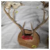 Nice mount deer antlers