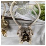 Deer skull and antlers 8 point