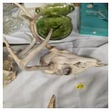 Deer antlers and skull