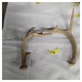 Pair of deer antlers