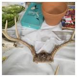 Nice set of deer antlers