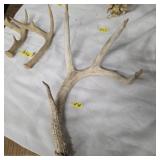 Deer antler