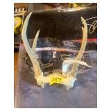 Deer Antler