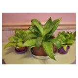 3 pcs. Live House Plants