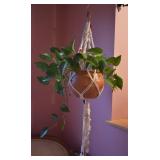 Hanging Live House Plant w/ Hanging Basket & Hangr