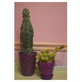 2 pcs. Live Cactus Plants