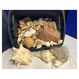 Collection of Seashells from the Seashores