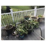 Selection of Indoor/Outdoor Plants
