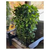 Live Plant w/ Plant Stand