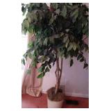 Silk Ficus Tree