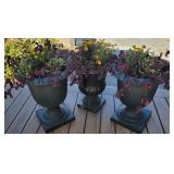 3pc Live Plants in Black Planters