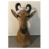 Vintage Antelope Taxidermy