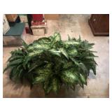 Lot of Ferns