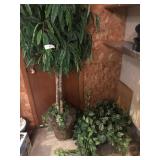 Lot of Ferns