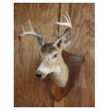 8-Point Buck