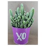 Cereus Repandus Cacti Potted Plant