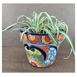 Spider Plant in Mexico Planter