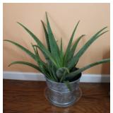 Aloe Vera Plant in Galvanized Bucket Planter