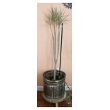 Madagascar Dragon Tree Plant in Brass Planter