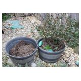 2 Large Plastic Bucket Plant Pots w/ Plant